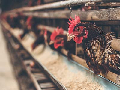 Nitrogen from Ammonia in Poultry Farms